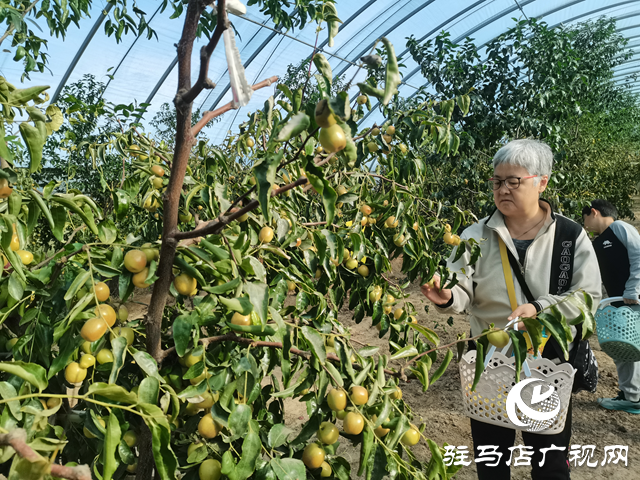 驛城區(qū):冬棗豐收季里果農(nóng)忙 特色產(chǎn)業(yè)繪就鄉(xiāng)村振興新圖景