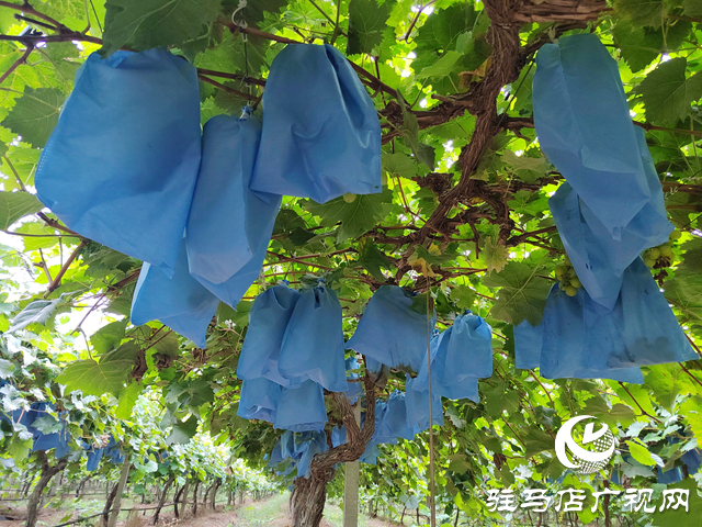 西平縣人和鄉(xiāng)河沿張村：有機(jī)葡萄“串”起致富路 拓寬村民增收渠道