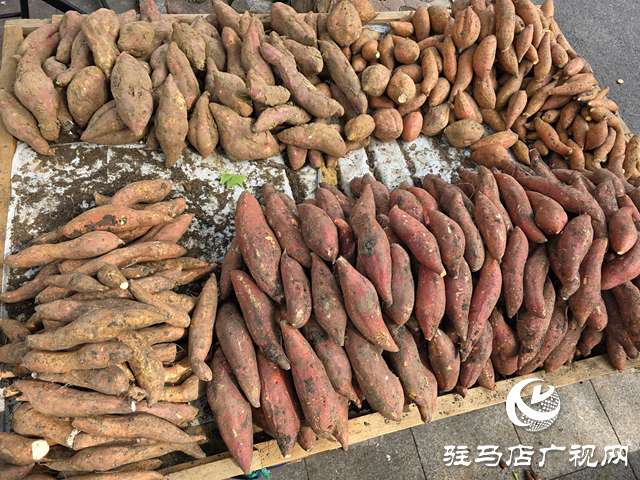 駐馬店本地紅薯上市 秋日“甜蜜”走俏市場