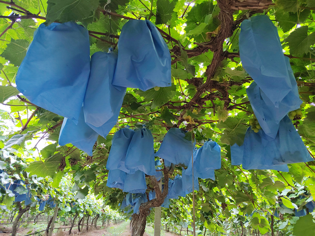 西平縣人和鄉(xiāng)河沿張村：有機(jī)葡萄“串”起致富路 拓寬村民增收渠道