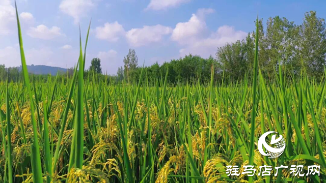 詩詠金秋 筆繪豐年