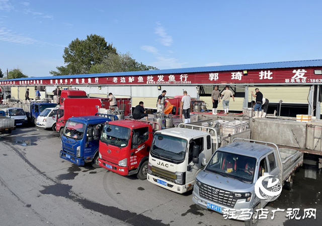 駐馬店市眾信市場水產(chǎn)區(qū)供銷兩旺 鮮活水產(chǎn)豐富市民雙節(jié)餐桌