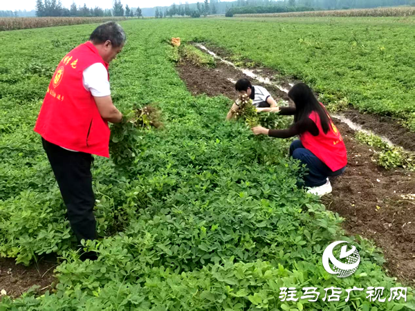 平輿縣李屯鎮(zhèn):黨員干部奔一線 聯(lián)動尋策助農(nóng)忙