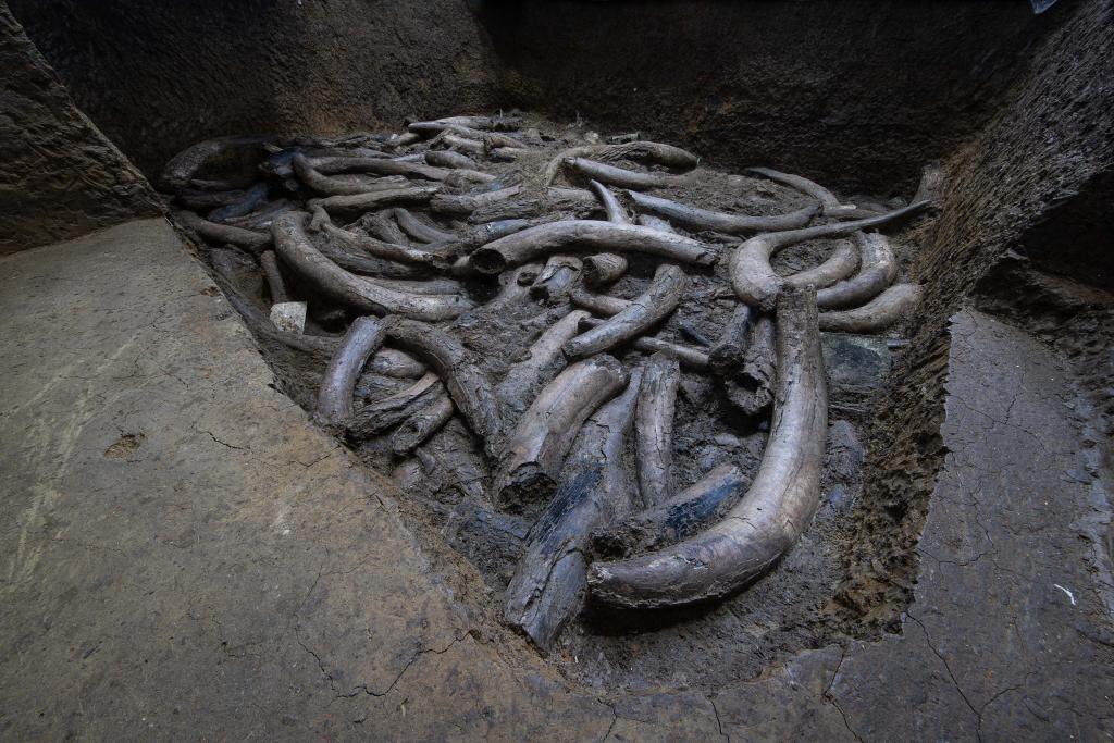 技術(shù)突破！文物醫(yī)生成功“加固”三星堆象牙，國寶終可直面公眾