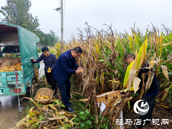 平輿縣陽城鎮(zhèn)：戰(zhàn)陰雨搶農時 守護秋收“糧袋子”