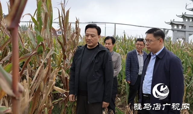  西平縣委書記侯公濤督導(dǎo)“三秋”農(nóng)業(yè)生產(chǎn)和巡河檢查工作