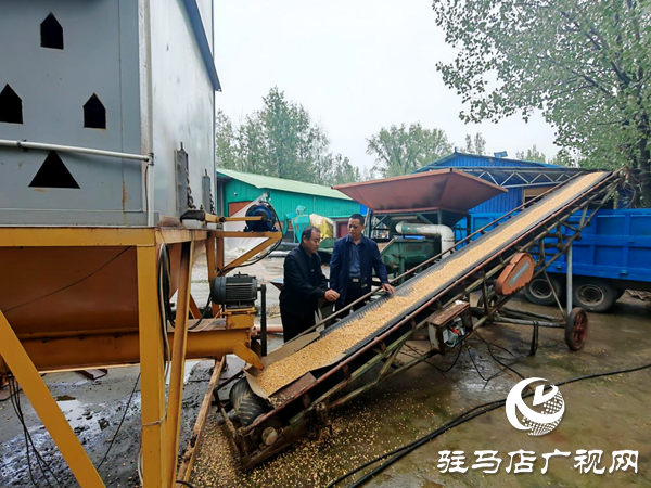 平輿縣陽城鎮(zhèn)：戰(zhàn)陰雨搶農時 守護秋收“糧袋子”