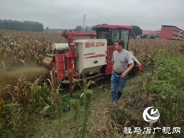 雨里搶、晴里收！萬金店鎮(zhèn)干群接力“戰(zhàn)”天氣、護(hù)糧倉