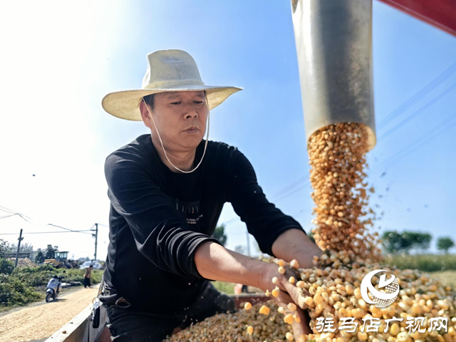 驛城區(qū)水屯鎮(zhèn)干群合力奮戰(zhàn)搶收秋糧