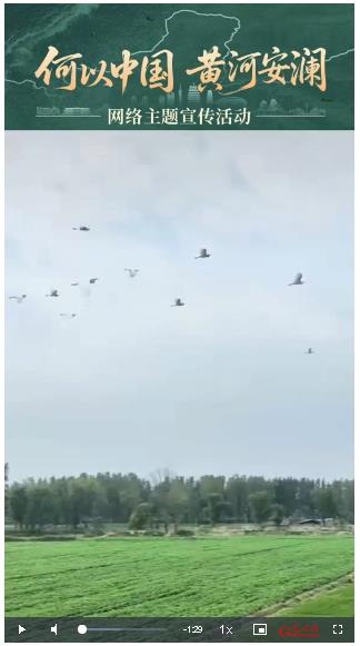 何以中國(guó)?黃河安瀾丨黃河灘上“稻鰍共舞”生態(tài)種養(yǎng)結(jié)碩果