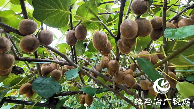 正陽縣閭河鄉(xiāng)：生態(tài)種植結(jié)碩果 鋪就鄉(xiāng)村振興路