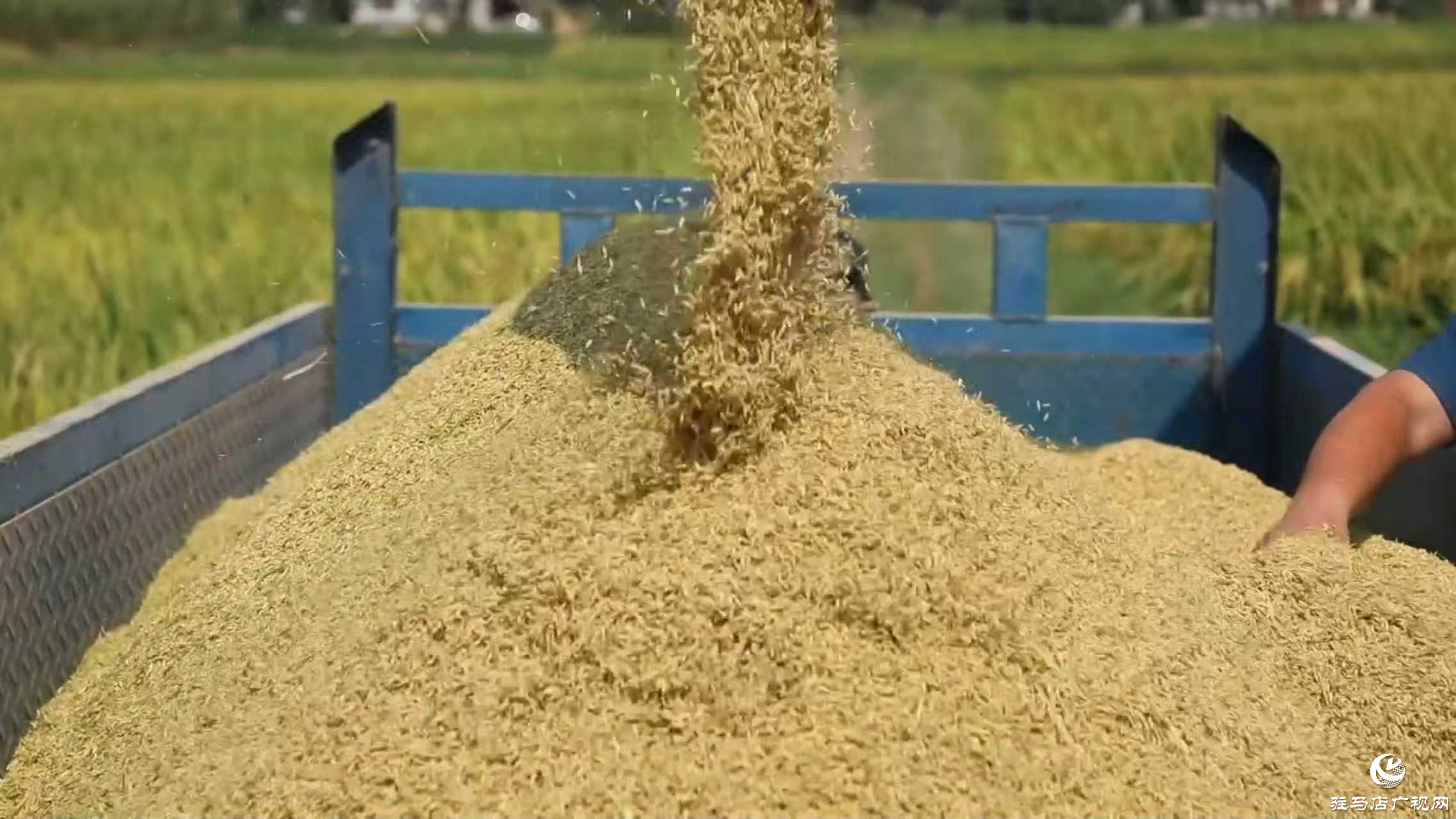 正陽縣：搶抓降雨間歇  全力確保秋糧歸倉