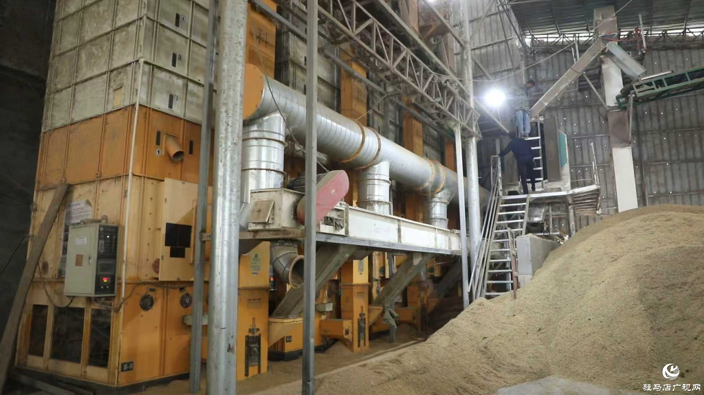 正陽縣：搶抓降雨間歇  全力確保秋糧歸倉