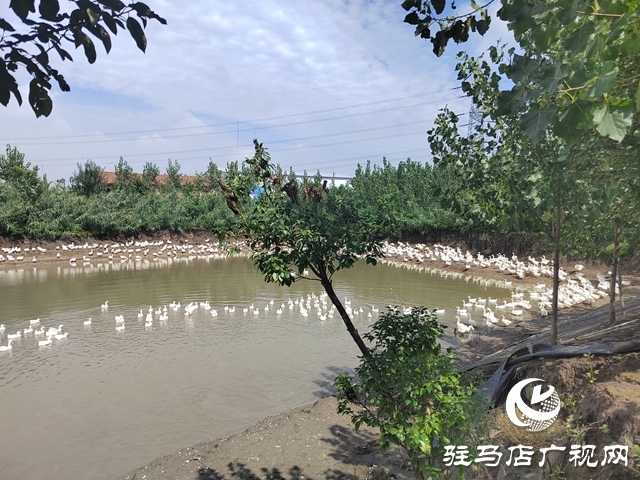 新蔡縣余店鎮(zhèn):“林禽共生”循環(huán)養(yǎng)鵝 奏響鄉(xiāng)村振興“致富歌”