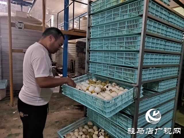 新蔡縣余店鎮(zhèn):“林禽共生”循環(huán)養(yǎng)鵝 奏響鄉(xiāng)村振興“致富歌”