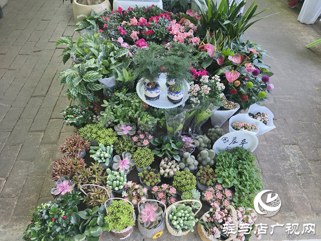 駐馬店：國慶假期花卉市場銷售火熱 繽紛花卉添彩節(jié)日氛圍??