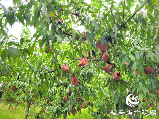 泌陽縣黃山口鄉(xiāng)：“小小冬桃大作為 特色種植結(jié)金果