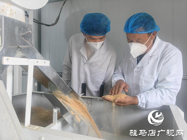 驛城區(qū)香山街道楊樓村:石磨面粉產(chǎn)業(yè)煥發(fā)新生 繪就“一村一品”振興圖景??