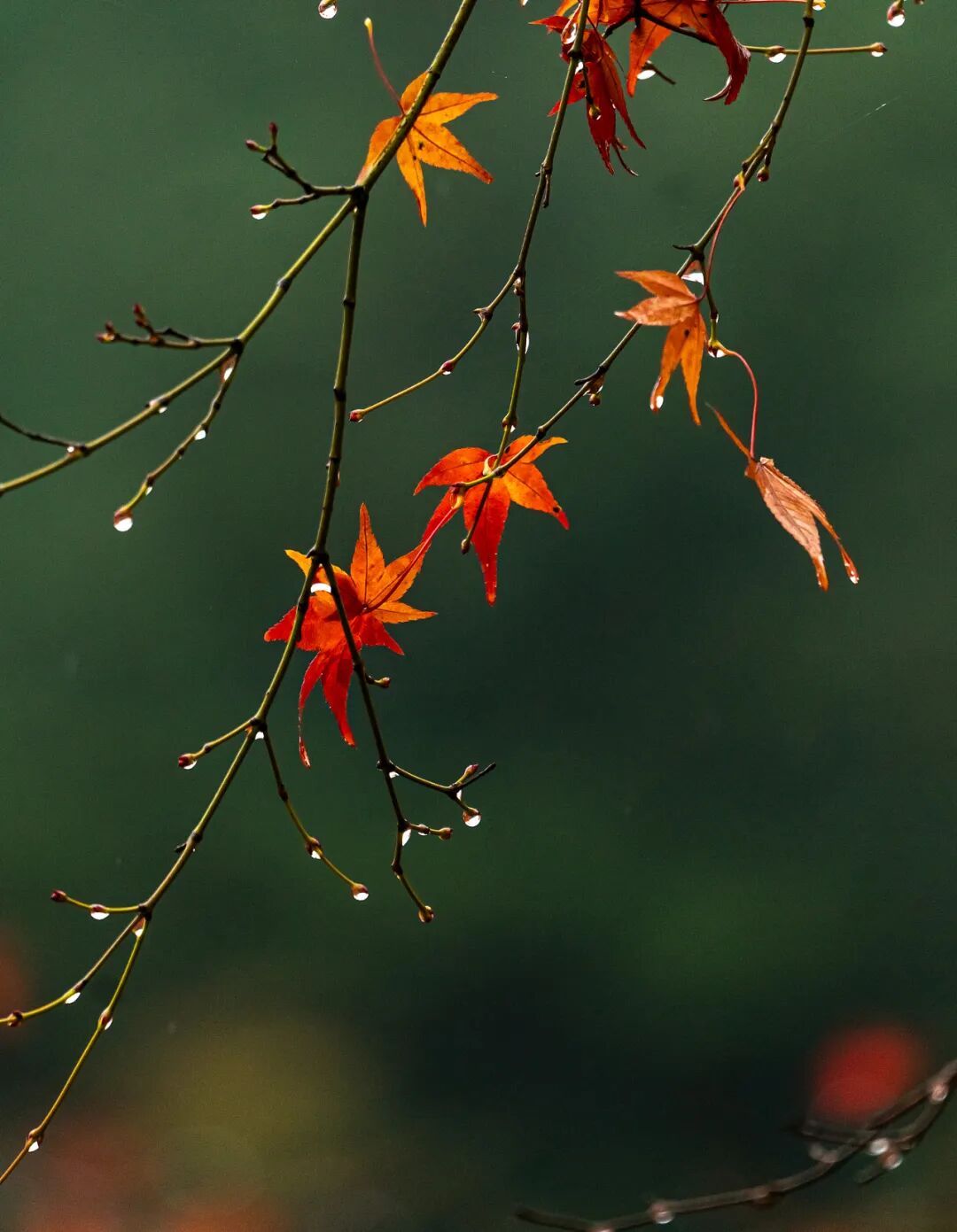 “早寒露”=冷冬預(yù)警？老祖宗的天氣預(yù)測(cè)，今年準(zhǔn)不準(zhǔn)？