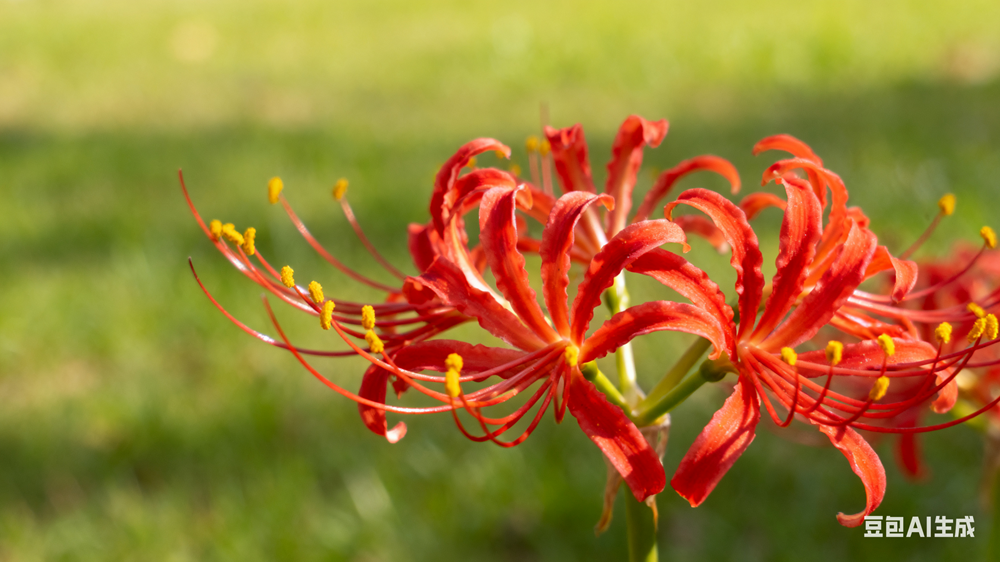 秋初賞花“頂流”出沒，提醒：有毒，別碰！