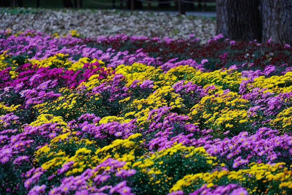 文博日歷丨今日寒露，這朵秋菊已“傲霜”千年