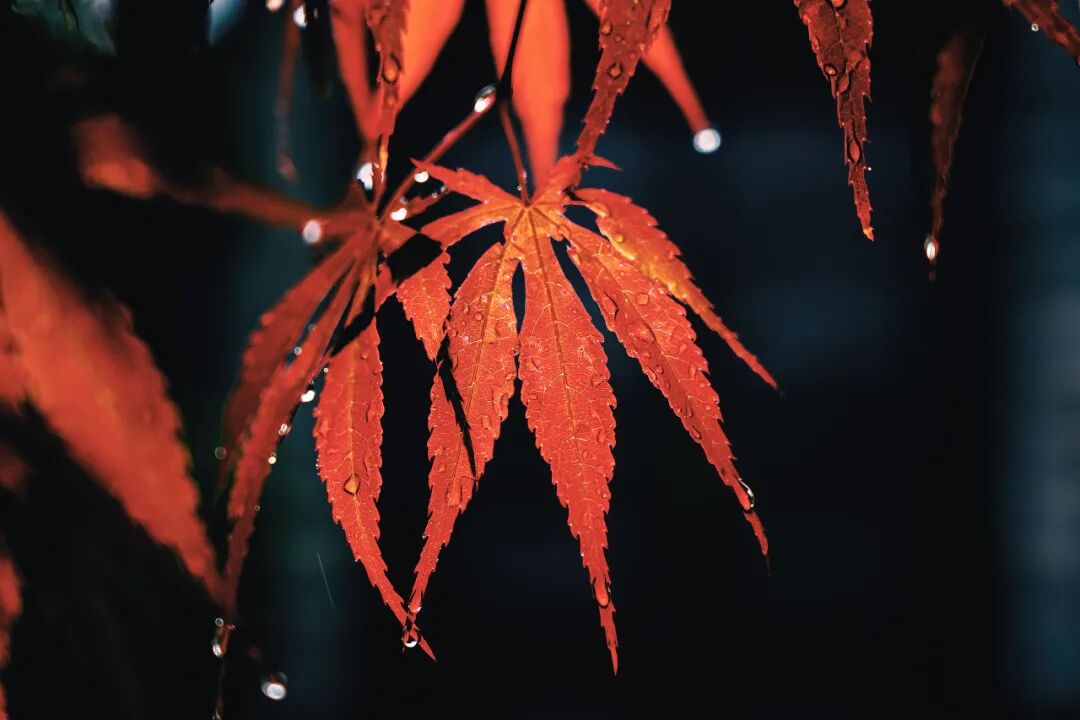 “早寒露”=冷冬預(yù)警？老祖宗的天氣預(yù)測(cè)，今年準(zhǔn)不準(zhǔn)？