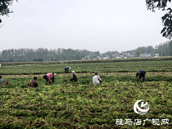 平輿縣射橋鎮(zhèn):干群同心齊上陣 搶收搶種保歸倉