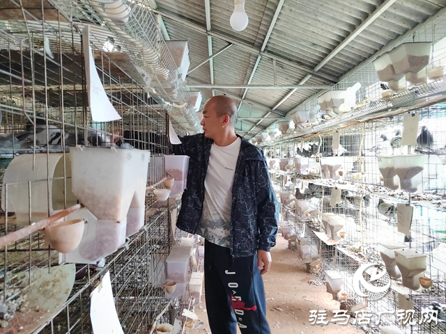 西平縣人和鄉(xiāng)河沿張村: 蛋鴿養(yǎng)殖“啄”開致富門 特色產(chǎn)業(yè)繪就振興新圖景?