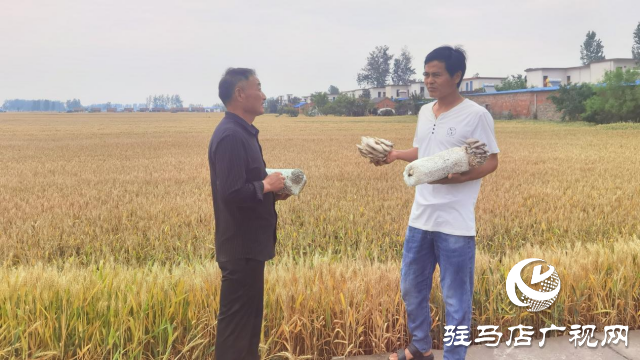 高建林:以食用菌種植助力鄉(xiāng)村振興