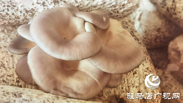 高建林:以食用菌種植助力鄉(xiāng)村振興