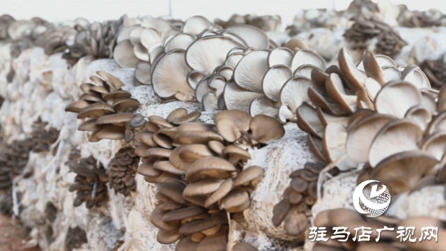 高建林:以食用菌種植助力鄉(xiāng)村振興