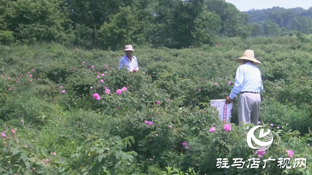 中植生物科技：科技創(chuàng)新引領(lǐng) 打造玫瑰精粹研發(fā)新高地