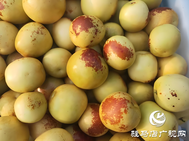 駐馬店:本地冬棗迎來采摘季 脆甜多汁受市民青睞?