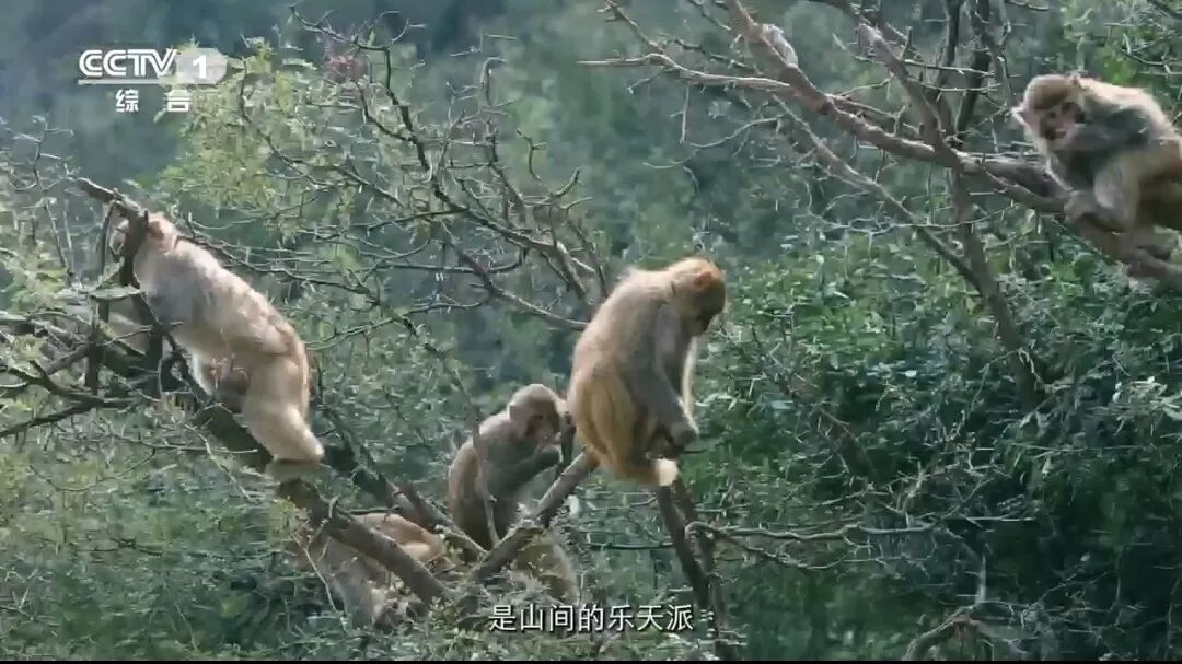 人民日?qǐng)?bào)、央視聚焦60余次！