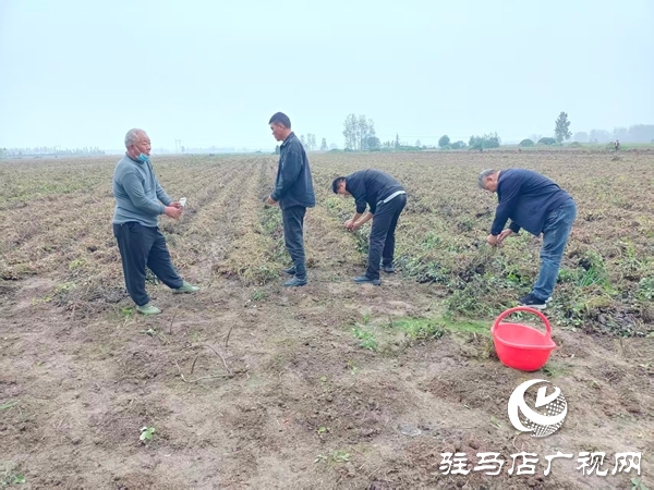 平輿縣萬(wàn)金店鎮(zhèn)：田間指導(dǎo)解難題，守護(hù)秋收減損失