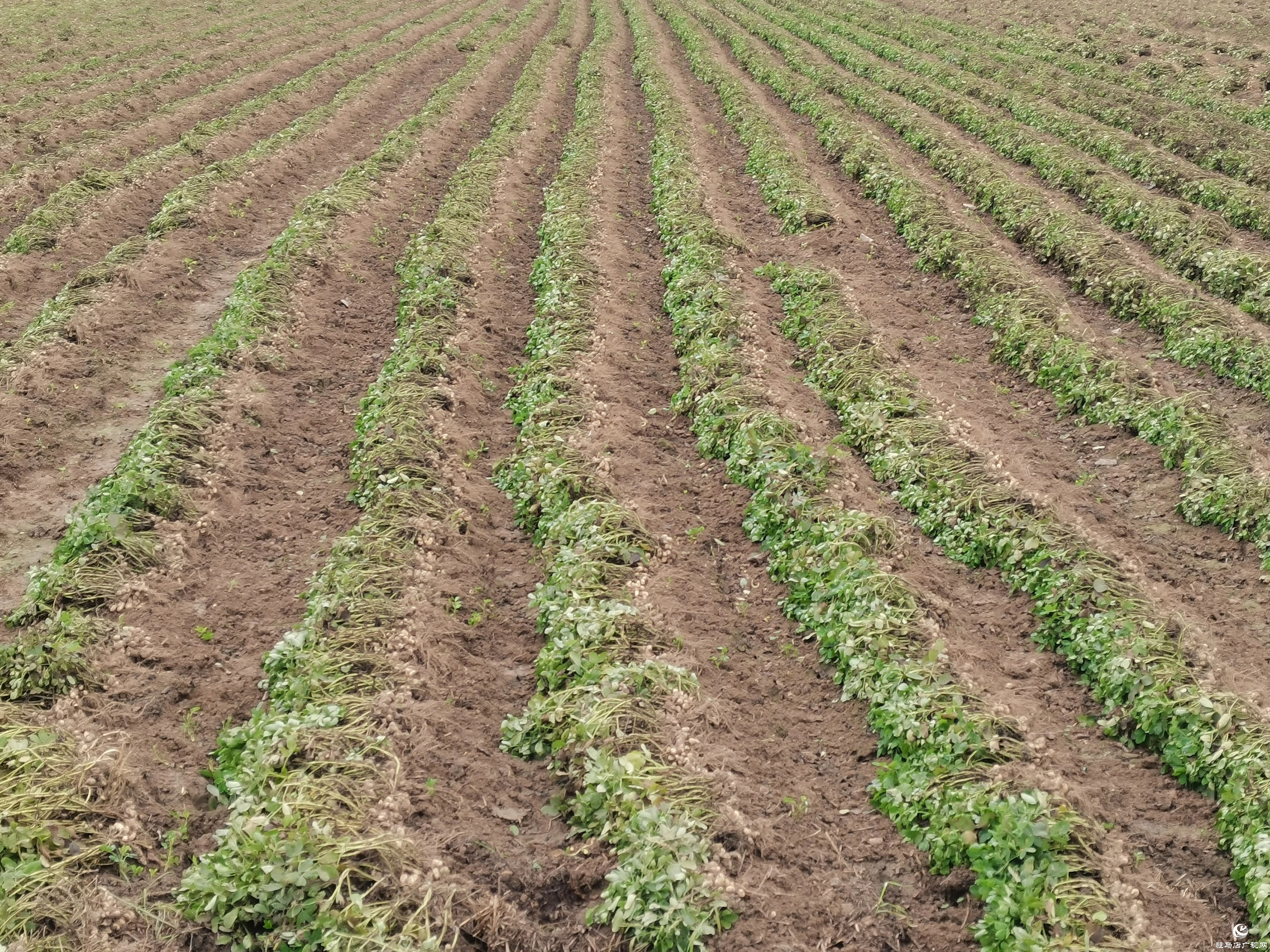 正陽縣雷寨鎮(zhèn)：趁天搶時 搶收花生