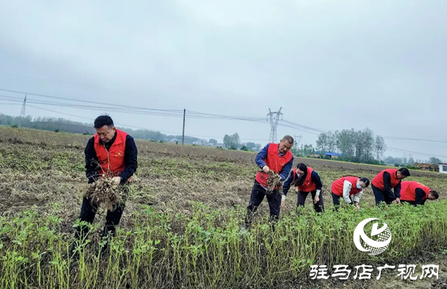 正陽縣清源街道：紅馬甲志愿隊(duì)助農(nóng)搶收 解群眾“急難愁盼”?