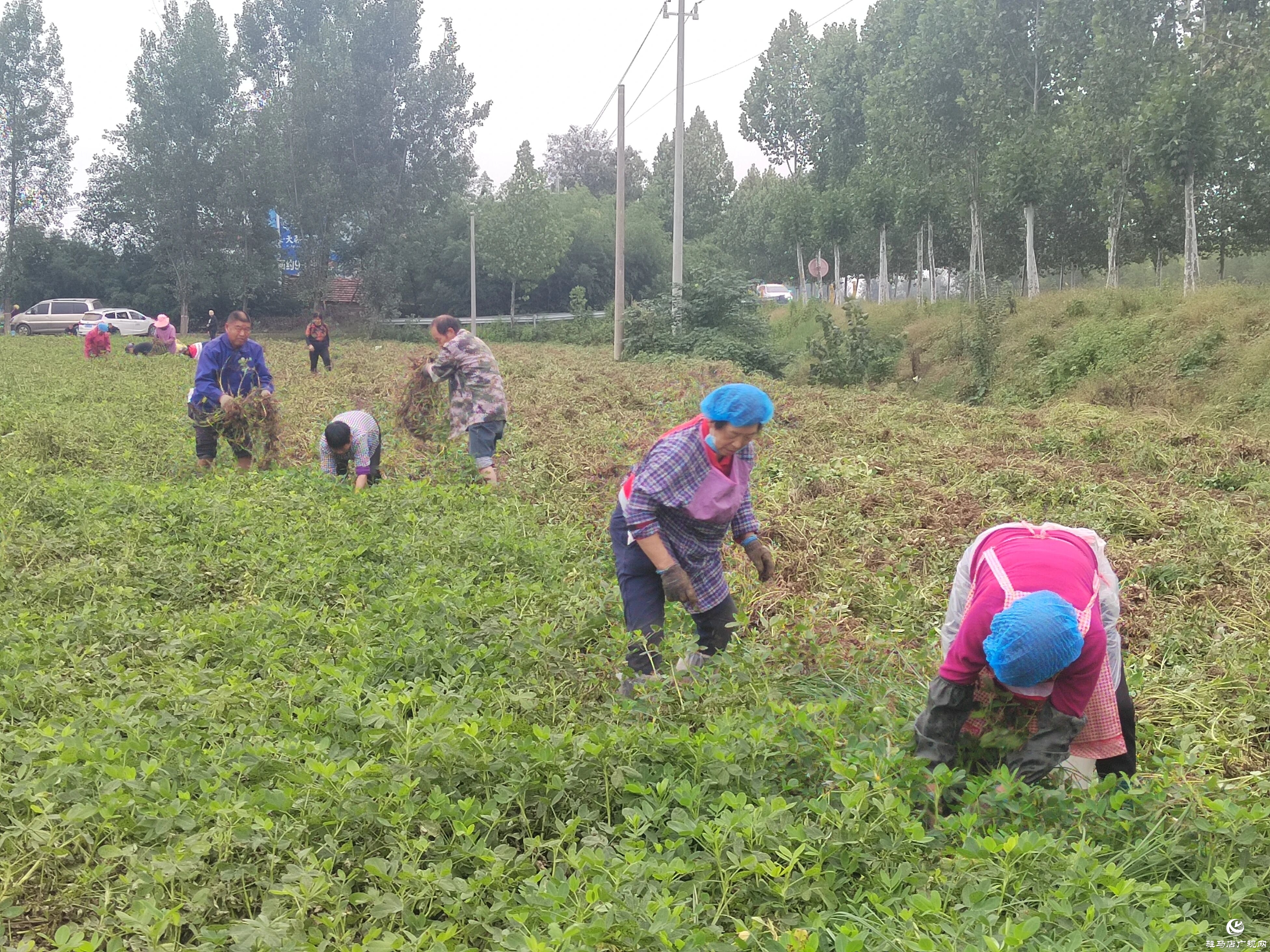 正陽縣閭河鄉(xiāng)：扛牢糧食安全責任??全力護航“三秋”生產(chǎn)