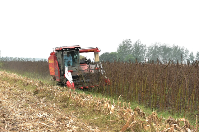 新蔡縣孫召鎮(zhèn)郎莊村：“鐵桿芝麻”迎來收獲期 機(jī)械化種植助農(nóng)增收?