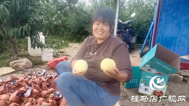 泌陽縣下碑寺鄉(xiāng)：冬桃成熟助增收