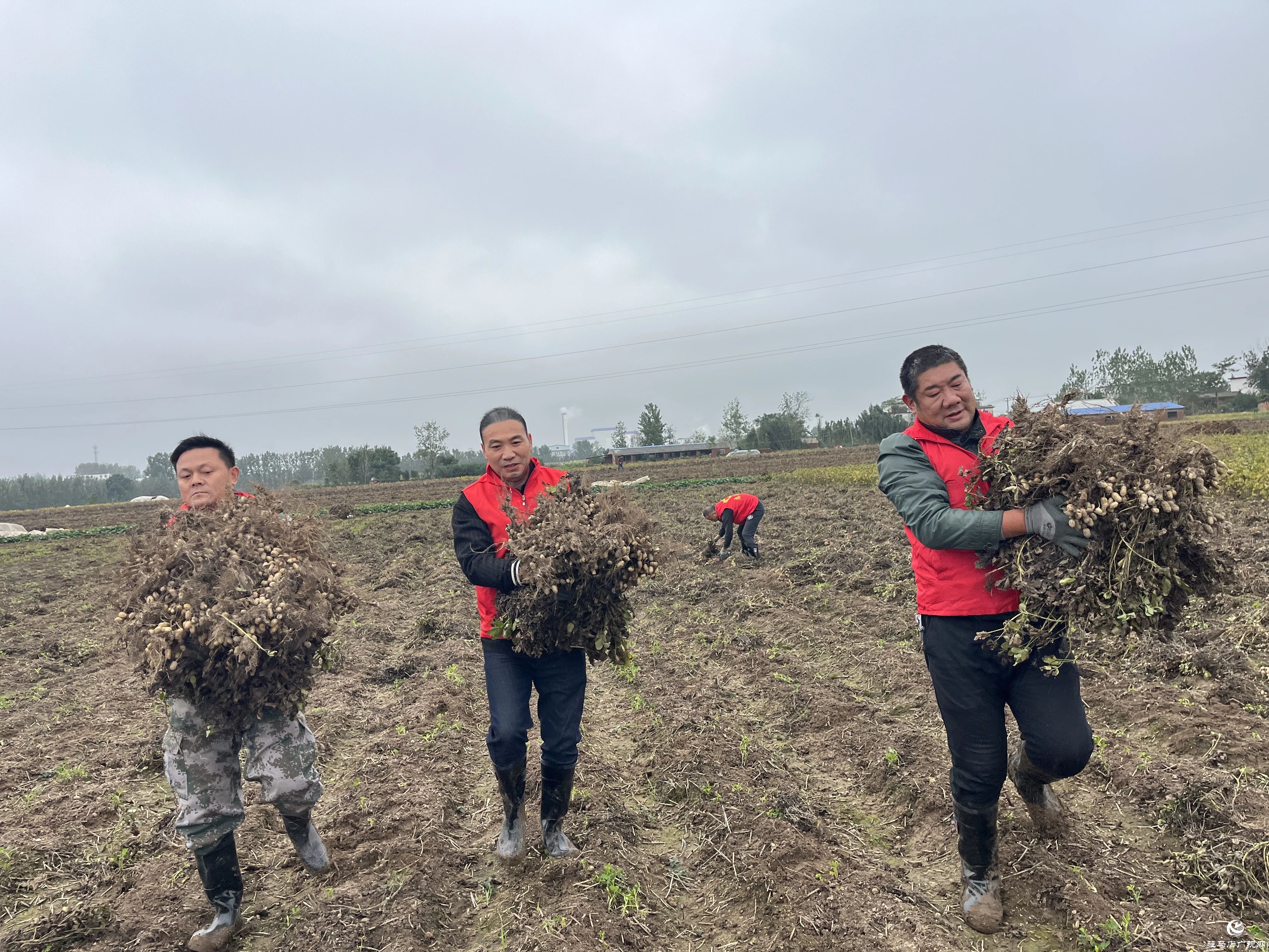 正陽縣融媒體中心：花生田里“紅馬甲”