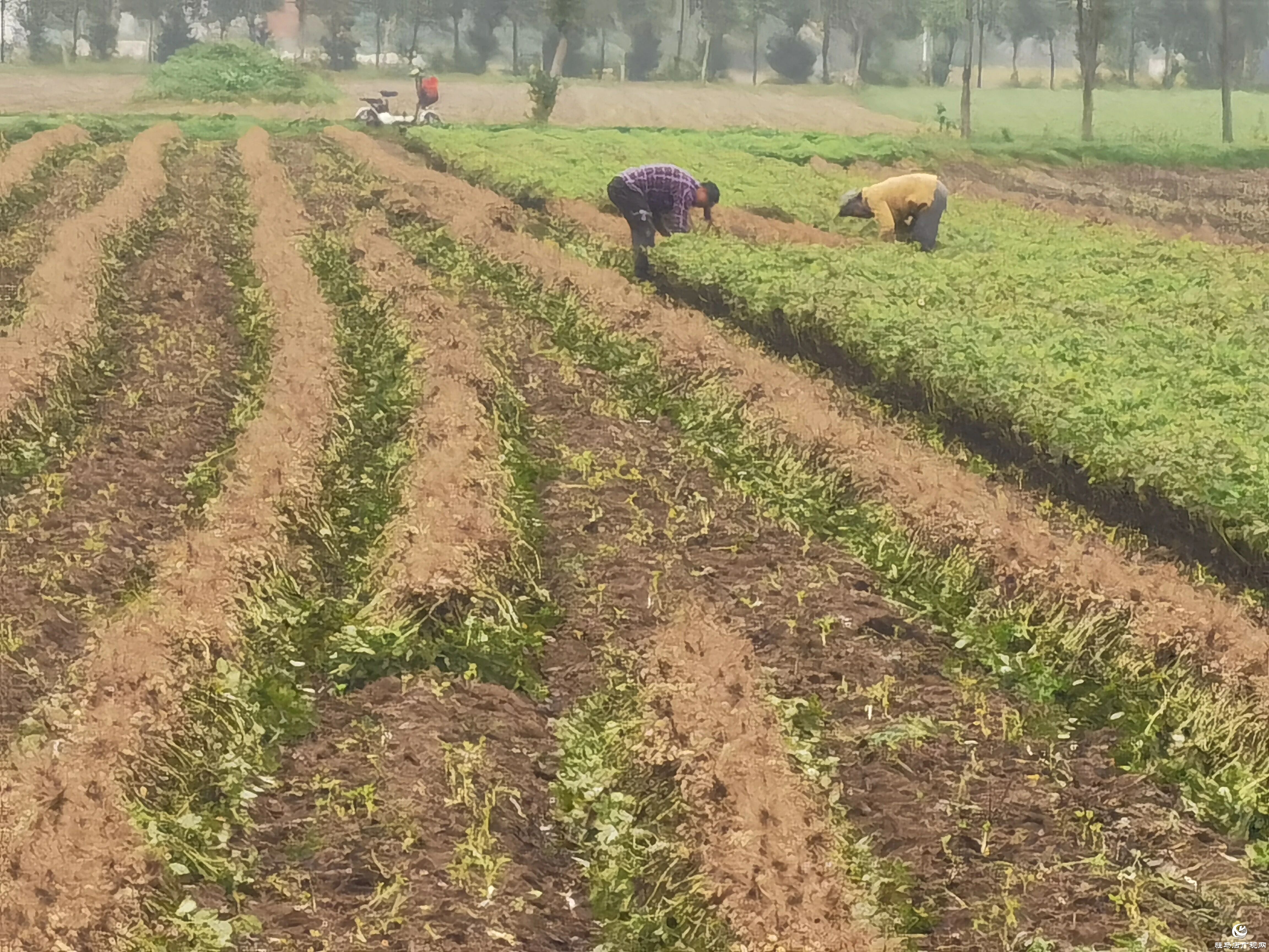 正陽縣雷寨鎮(zhèn)：趁天搶時 搶收花生