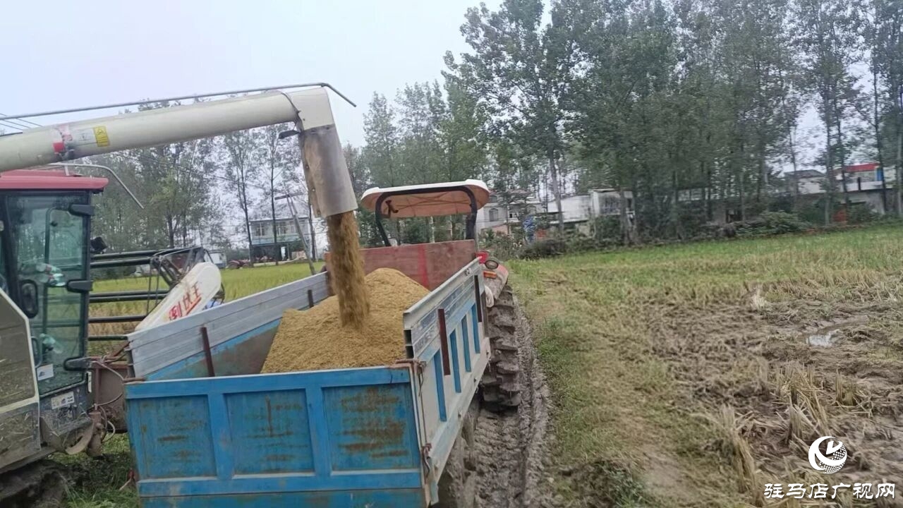 正陽縣大林鎮(zhèn)：多措并舉下實功?全力護航“三秋”生產(chǎn)