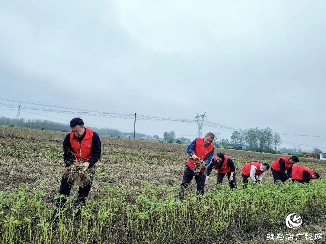 正陽縣清源街道：紅馬甲田間搶收?解民憂暖人心
