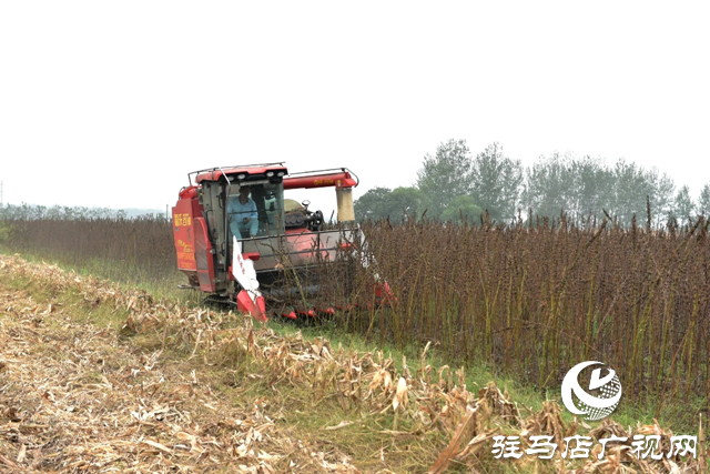 新蔡縣孫召鎮(zhèn)郎莊村：“鐵桿芝麻”迎來收獲期 機械化種植助農(nóng)增收?