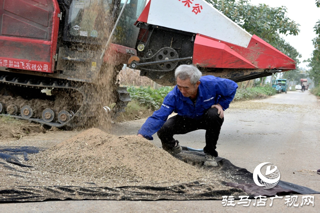 新蔡縣孫召鎮(zhèn)郎莊村：“鐵桿芝麻”迎來收獲期 機械化種植助農(nóng)增收?