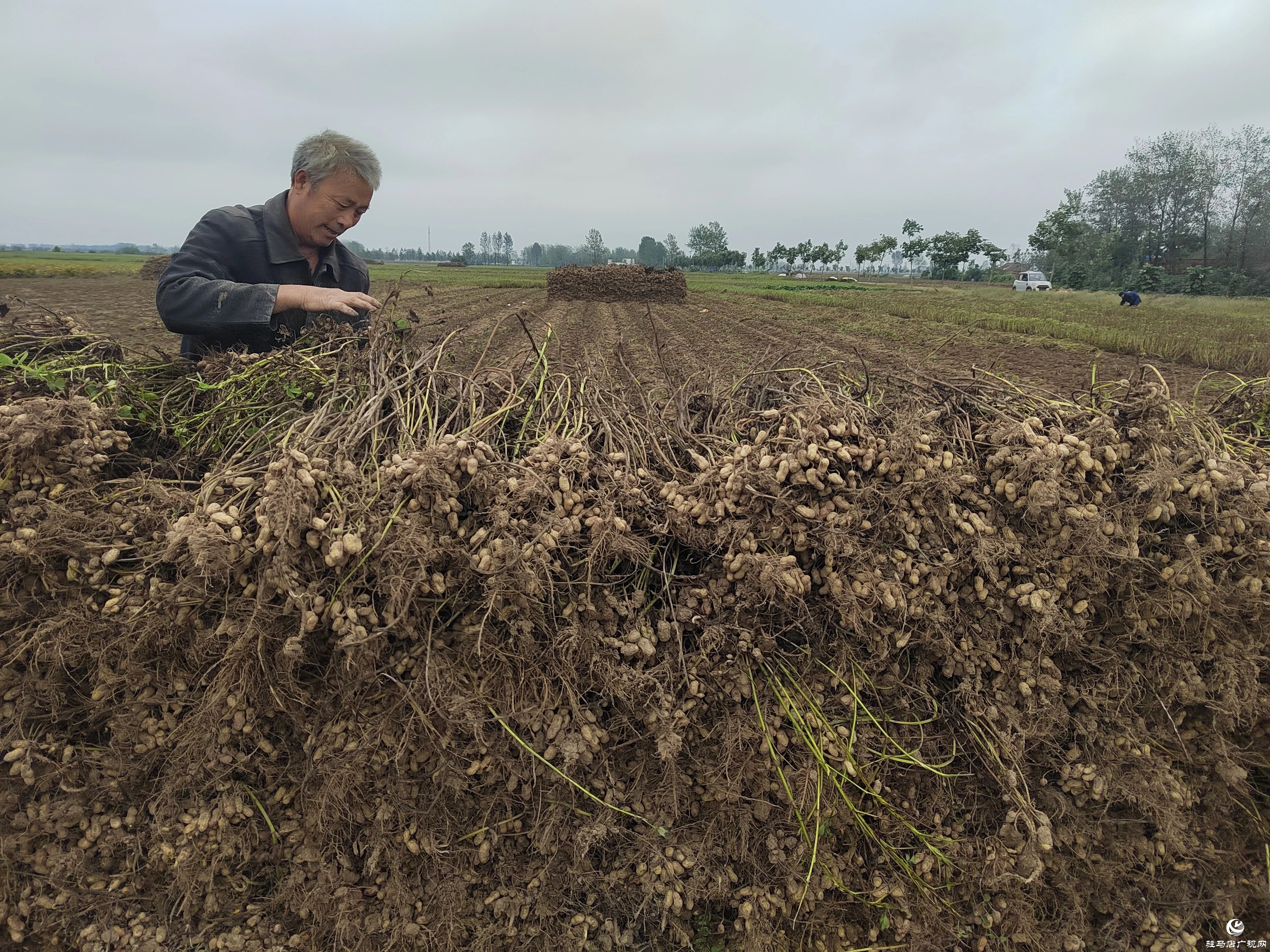 正陽縣閭河鄉(xiāng)：扛牢糧食安全責任??全力護航“三秋”生產(chǎn)