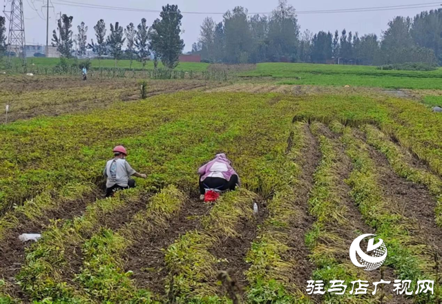  正陽縣雷寨鎮(zhèn)：黨員干部助農(nóng)搶收 4萬余畝秋糧歸倉?