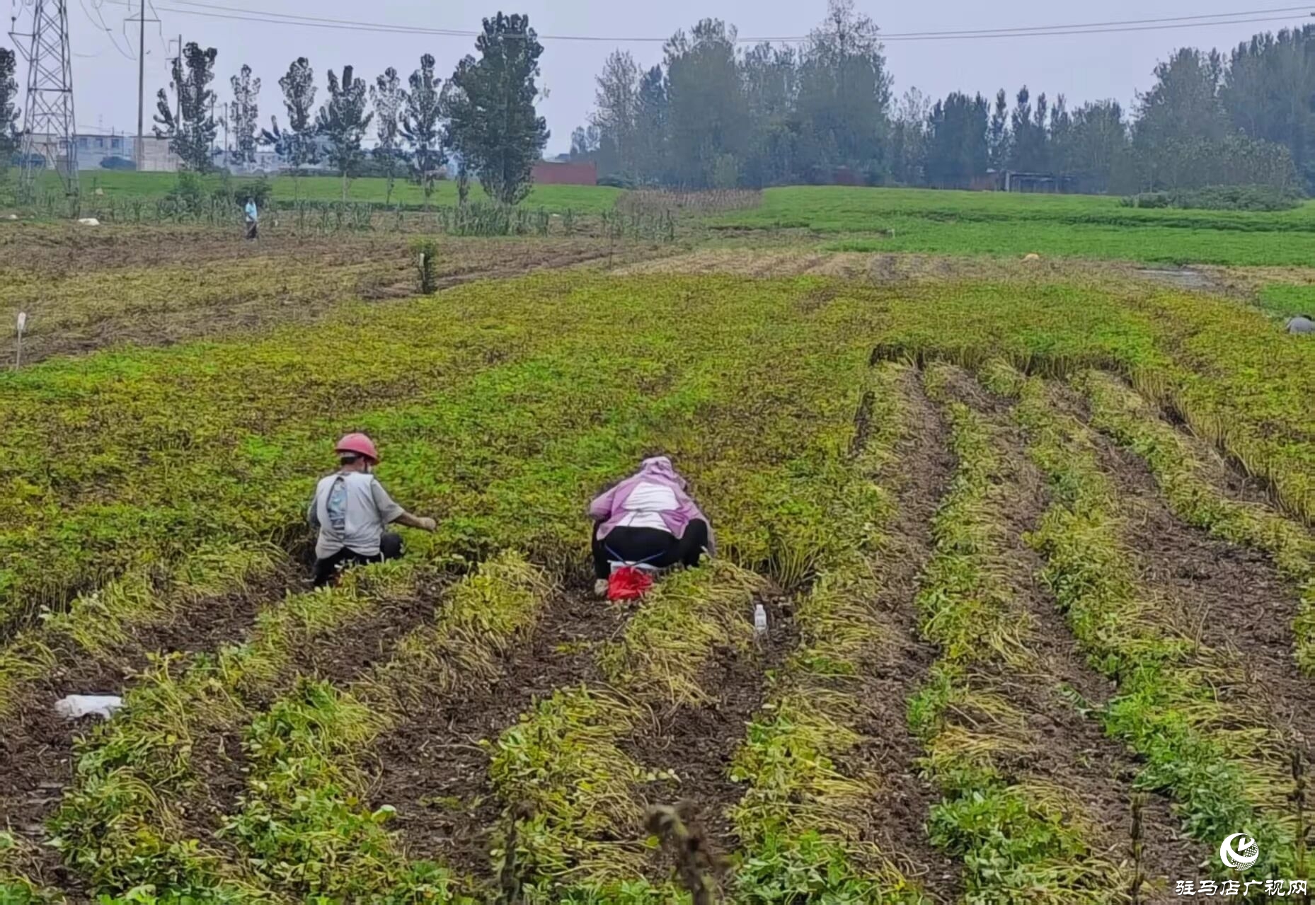 正陽縣雷寨鎮(zhèn)：趁天搶時 搶收花生
