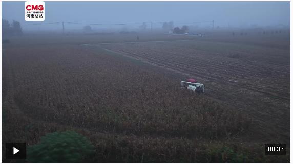 雨中奪糧 24小時(shí)搶收進(jìn)行時(shí)